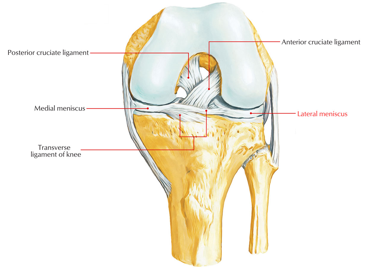 Anatomy Of Knee Cartilage