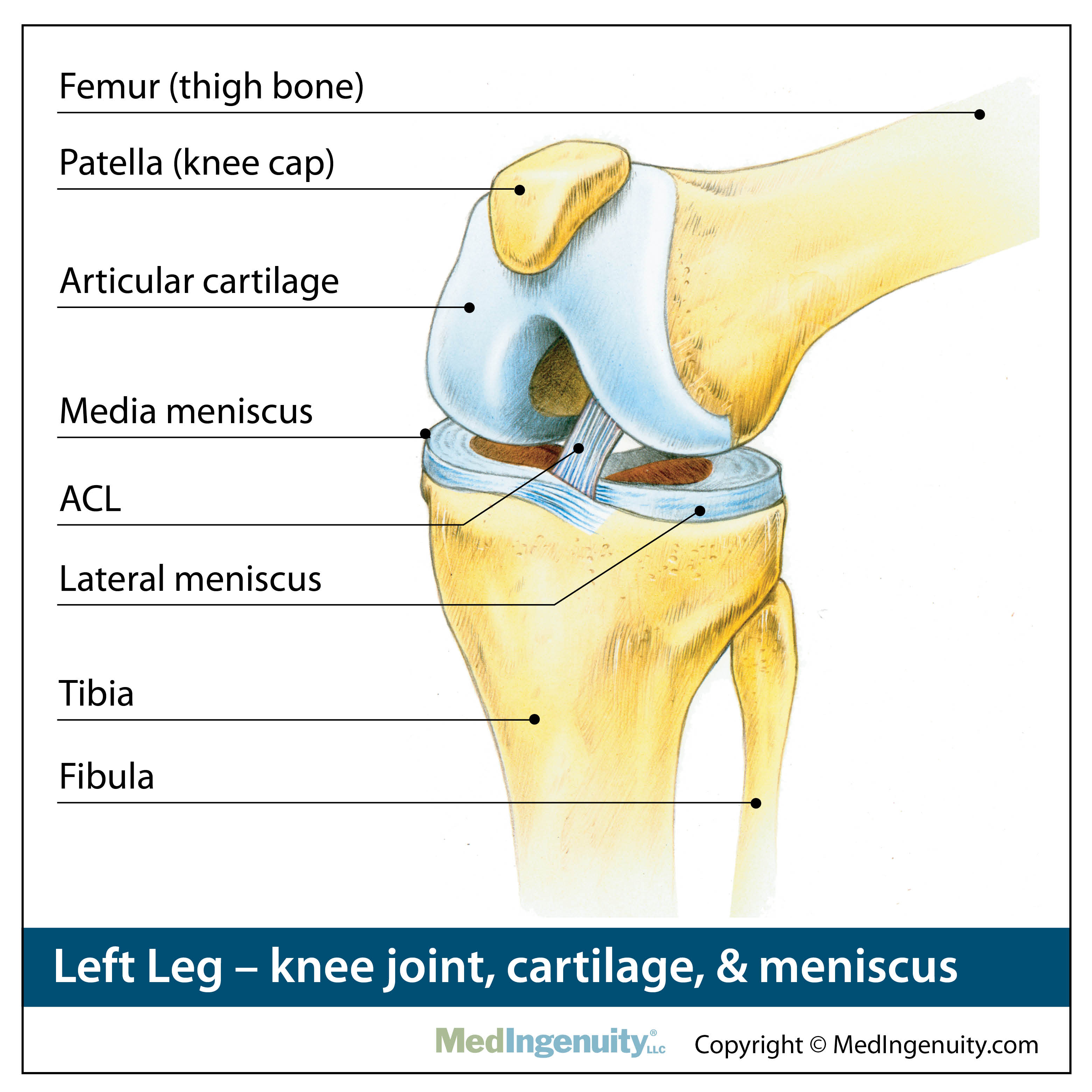 Knee Components Explained: Master Joint Health